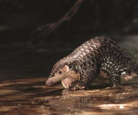 Pangolins are hunted for their meat and for their scales, which are used in traditional Chinese medicine. Credit - Photo by Michael Pitts / USAID.