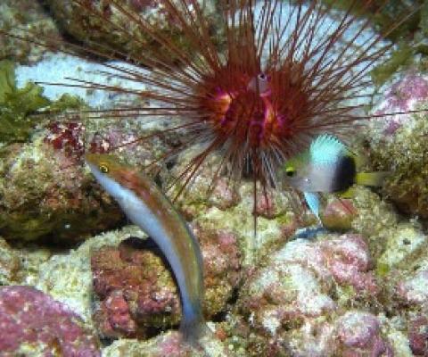 Papahanaumokuakea and Pacific Remote Islands Marine National Monuments. Credit - NOAA