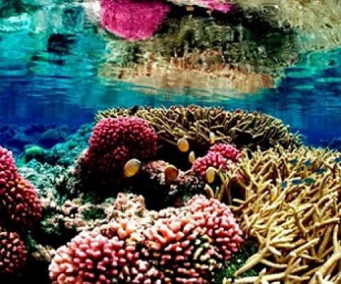  A coral reef ecosystem in the Pacific Remote Islands Marine national monument, south of Hawaii. Photograph: HANDOUT/Reuters