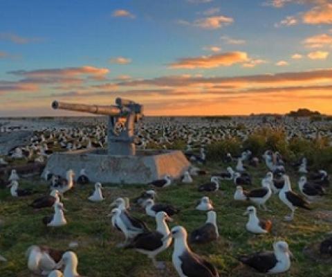 Papahanaumokuakea is home for four species of bird found nowhere else in the world. (Source: NOAA)