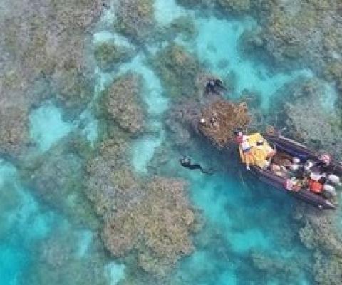 Papahānaumokuākea Research and Conservation Fund Announces $1 Million in Grants to Support Management and Conservation. Credit - NFWS