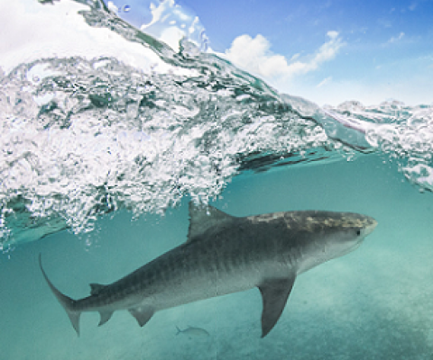 A tiger shark at Papahānaumokuākea Marine National Monument, which encompasses 582,578 square miles of the Pacific Ocean and is one of the largest marine protected areas in the world. Photo by Papahānaumokuākea Marine National Monument / Koa Matsuoka.