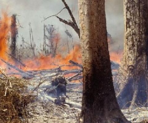 One of the main drivers of plant extinction is clearance of natural habitats. Credit - GETTY IMAGES