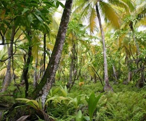 Mixed species fresh-water marsh plant community, Diego Garcia, British Indian Ocean Territory. Credit - US Navy, Public Domain