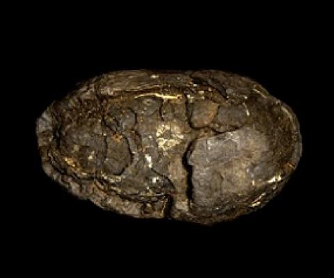 Polymetallic nodule. Credit: John Cancalosi Alamy 