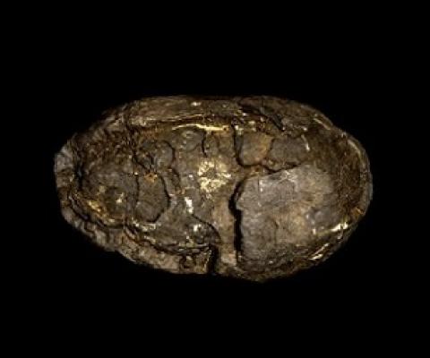 Polymetallic nodule. Credit: John Cancalosi Alamy 