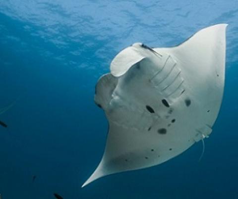 Reef manta ray, Mobula alfredi (Credit: Amelia J. Armstrong and colleagues)