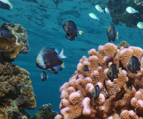 corals and fish