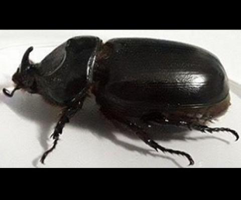 coconut rhinoceros beetle. credit - Vanuatu Daily Post