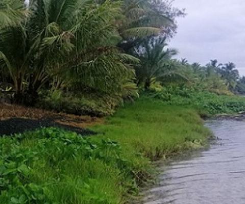 The only remaining salt marsh in country – the Aroko Salt Marsh in Ngatangiia. Credit - https://www.cookislandsnews.com/ 
