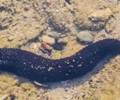 sea cucumber. Photo: 123RF