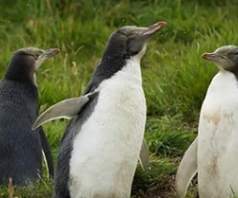 Hoiho (yellow-eyed penguins) are one of New Zealand’s many cherished seabirds that face threats from commercial fishing. Photograph: Murdo MacLeod/The Guardian