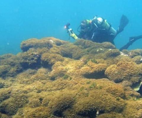  A new species of seaweed covers dead a coral reef at Pearl and Hermes Atoll in the remote Northwestern Hawaiian Islands. Taylor Williams/College of Charleston via AP) (Associated Press) 