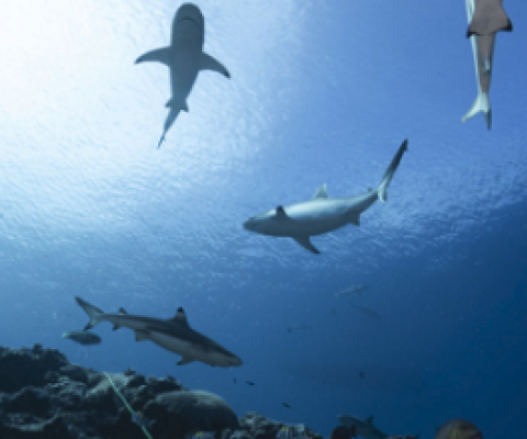 Study shows Palau is one of nations with high reef shark population