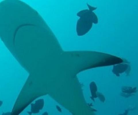 This Ocean Predator Can Kick Start a Vaccine: The Shark