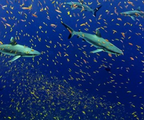 sharks in ocean