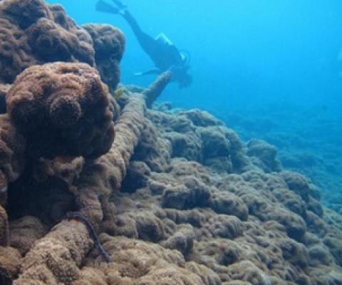 Invasive corallimorph carpets all seafloor life and is gaining nutrients from the shipwreck's iron ... [+] SUSAN WHITE/USFWS
