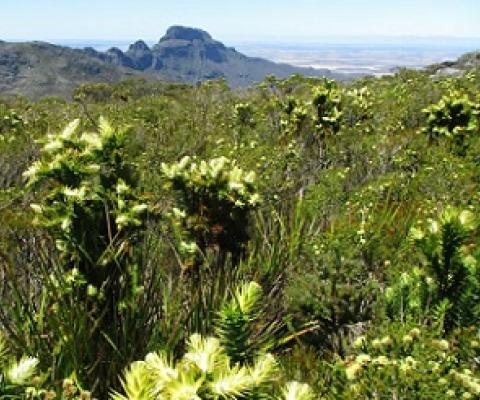 Some 84% of Australia’s plant species - like this Giant andersonia population in Stirling Range WA - are found nowhere else in the world. Sarah Barrett/Department of Biodiversity Conservation and Attractions