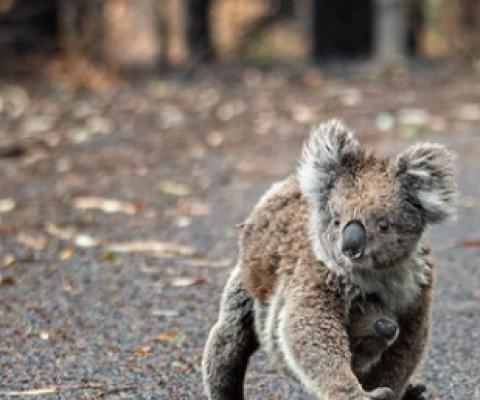 Koala Bear. Source - Mongabay.com