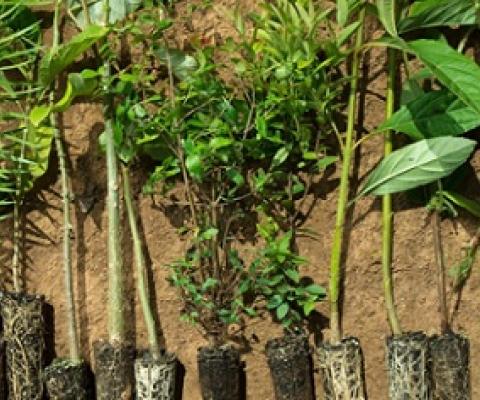 Without planting more trees in the tropics, we can’t fix the climate. Credit - www.mongabay.com