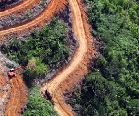 Illegal clearing for agriculture is driving tropical deforestation. Credit - www.mongabay.com