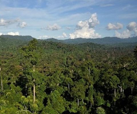 Credit - Rhett Butler, Mongabay.com