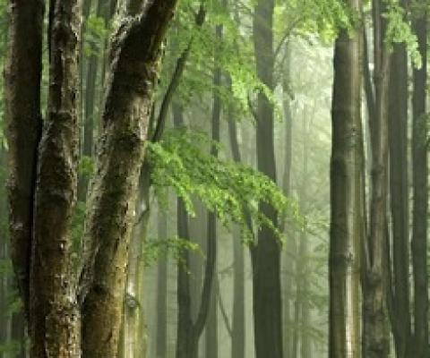 Tropical Forest. Credit -CC0 Public Domain