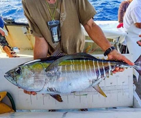 A bigeye tuna with an archival tag inserted into its abdomen is about to be released during SPC’s 2020 tuna tagging cruise. Photo: SPC.