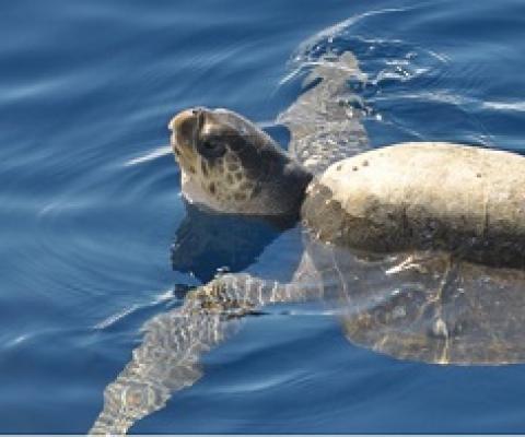 Conservation needs a COVID-19 bailout