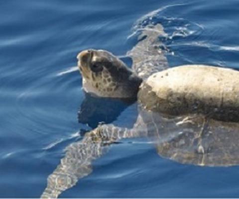 The green sea turtle. Photo: Constanza S. Mora, (CC BY 2.0)