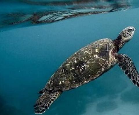  Asia-Pacific nations must ‘work together’ to save their ocean