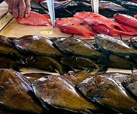 MAF is cracking down on fisheries violations. Credit: Samoa MAF