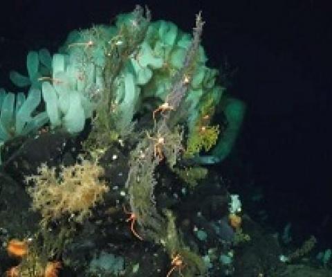 Life in the deep sea (>200m). Credit: Schmidt Ocean Institute