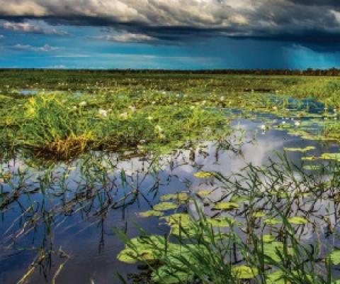 Yellow Water Wetlands, Kakadu National Park. Credit - Michael Douglas