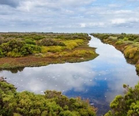 Areas of wetlands around the globe are under threat due to sea level rises caused by climate change. Credit: Shutterstock