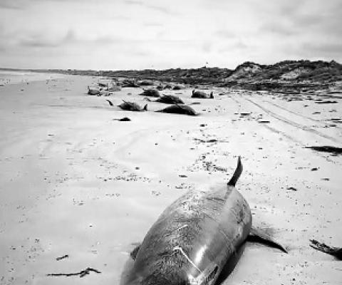 whale and dolphin strandings, Chatham Islands, New Zealand. Credit - Sam Wild