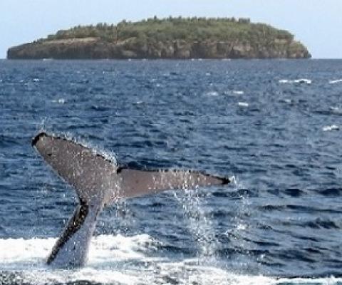 A humpback whale diving near the island of Vava'u in Tonga. Credit - DAVID BROOKS / AFP