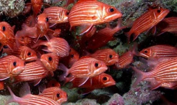 A school of Hawaiian squirrelfish (Sargocentron xantherythrum) swim in Papahānaumokuākea Marine National Monument in 2006. Image by James Watt/USFWS via Wikimedia Commons (CC BY 2.0).