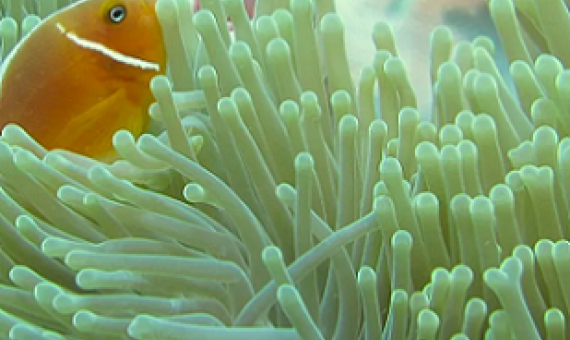 o Achieve 30% Ocean Protection Governments Can Look Beyond Conventional Tools. Credit - Angelo Villagomez