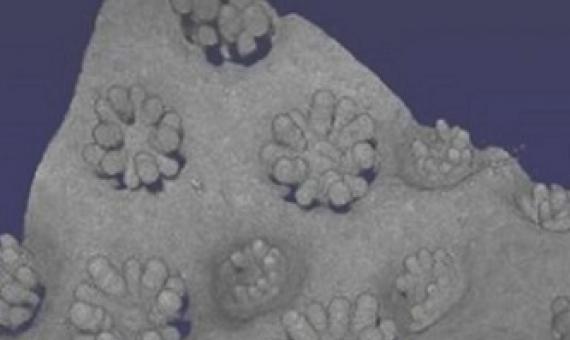 3-D-printed corals. Credit: Sarah Collins (Cambridge University)