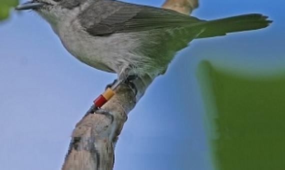 An adult kakerori with typical grey pluamge. Photo: Marcus Lawson