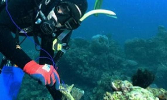 The Australian Institute of Marine Science trialling coral settlement devices on The Great Barrier Reef to help regenerate degraded reefs. Credit: Andrea Severati, photo courtesy: Australian Institute of Marine Science