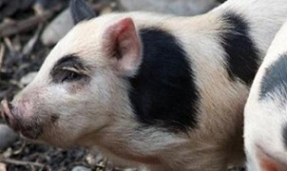 Auckland Island piglets, New Zealand. Photo: Flickr/Jon Sullivan