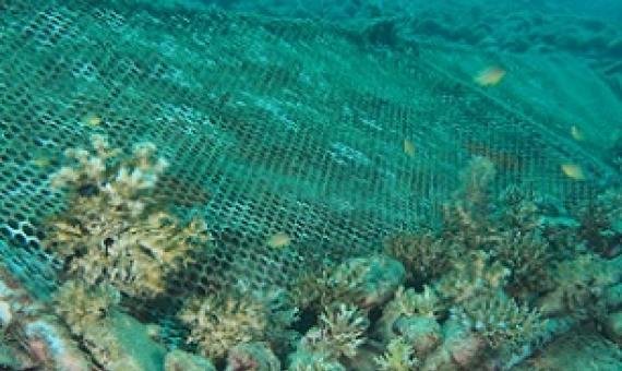 Failed artificial reef and coral gardening projects show fragments of abandoned dead corals. Credit - Jonathan L Mayuga/ www.businessmirror.com.ph