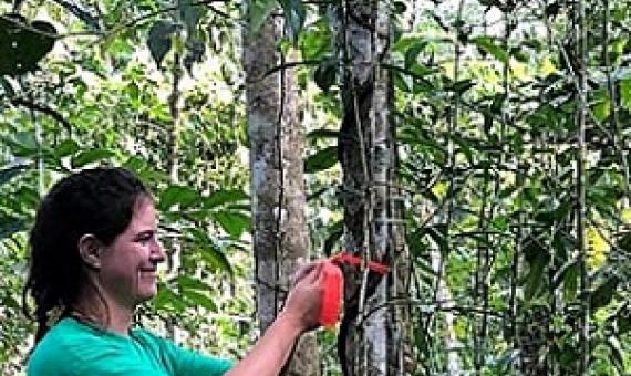 Credit - Samoa Conservation Society