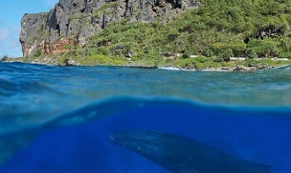 A whale approaches the ocean surface in the Austral Islands, a remote archipelago in the South Pacific Ocean. The French Polynesia government recently announced plans to protect these waters and their rich biodiversity. Damocean/Getty Images