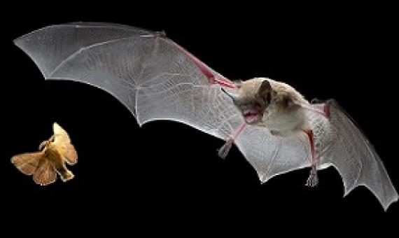 source - www.science.org