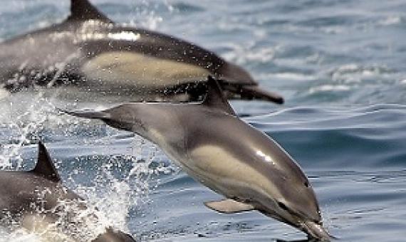 Credit: AP Photo/Nick Ut, File