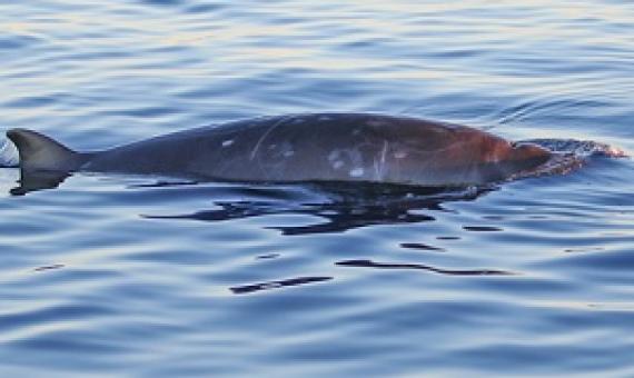 One of the three beaked whales believed to be a new species. Image by Sea Shepherd / CONANP.