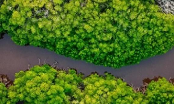 The blurring of lines between climate and biodiversity policy is witnessed in coastal areas where mangrove forests are present. Image: Mohmed Nazeeh on Unsplash